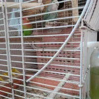 کتوله برزیلی،عروس هلندی،گرینچیک،قناری