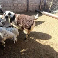 قوچ بره ماده