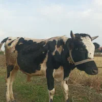 فروش گاو نر دورگ آمپولی|حیوانات مزرعه|گوراب زرمیخ, |دیوار