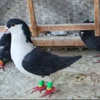 کبوتر