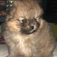 دو تا توله پامر ماده|سگ|زرگرشهر, |دیوار