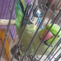 شاه طوطی درشت وکشیده