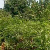 ۶۰ متر خرسندی|فروش زمین و ملک کلنگی|رشت, خرسندی|دیوار