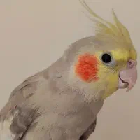 عروس هلندی|پرنده|مشهد, شهید علی محمدی|دیوار