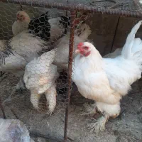 مرغ وخروس برهما برای فروش کازرون