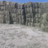 یونجه (بیده پرس) موجود در زاهدان