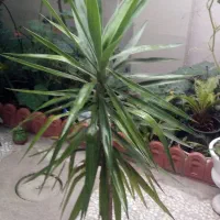 گل یوکا پنج ساله سرسبز|گل و گیاه طبیعی|رشت, دیانتی|دیوار