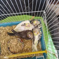 عروس هلندی معاوضه با قناری یا سهره یا گرینچیک|پرنده|چهارباغ, |دیوار