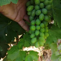 غوره  آبدار وترش. خرید ازباغ