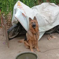 سگ ژرمن معاوضه