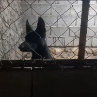 واگذاری ژرمن|سگ|بوشهر, |دیوار