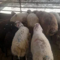 مغان وافشار  وسنگسر زنده