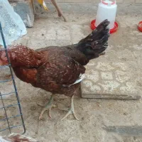 مرغ لاری سرخ اصل افغان سالم و سرحال و قوی