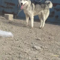 سگ  خوب|سگ|اردبیل, |دیوار