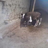 فروش تلیسه ماده|حیوانات مزرعه|محمدبار, |دیوار