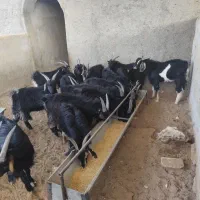 بزغاله بومی جو خورده چاق و به صرفه|حیوانات مزرعه|کویرات, |دیوار