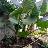 گل باب آدم|گل و گیاه طبیعی|رودبنه, |دیوار