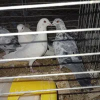 زاجر . حمال . سوسک . کشتنی