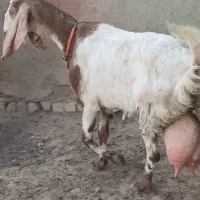 شاه بز دوقلوزا