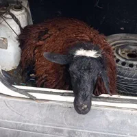 بره نره ماده گوسفند