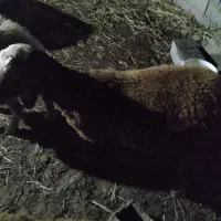 بره ماده فروشی فوری
