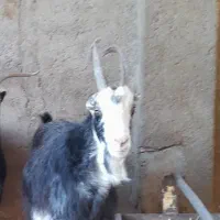 بز کشتاری|حیوانات مزرعه|پیشوا, |دیوار