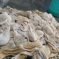 سیراب شیردون بره درشت کشتار روز