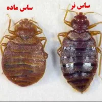 سم پاشی سوسک ساس حشرات موزی سمپاشی تضمینی صددرصد