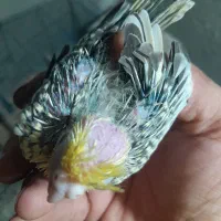 عروس سرلاکی مرواریدی