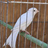 قناری نرمست شلاقی