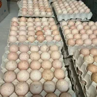 تخم مرغ خوراکی ونطفه دار