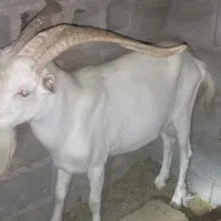 غوچ شیرازی و نری سانن  و دو عدد بره نر فروش می‌رسد|حیوانات مزرعه|جیرفت, |دیوار