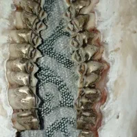دندان طلا فک گوسفند