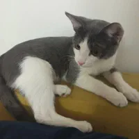 گربه ای پنج ماه گمشده|حیوانات|فردیس, سپید دشت|دیوار