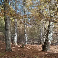 گم شده پیدا شده