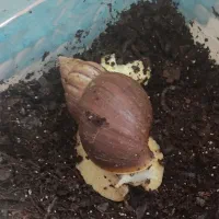 حلزون آچاچیا