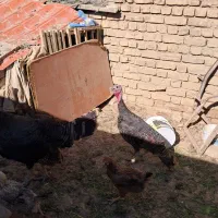 بوقلمون نژاد دار|حیوانات مزرعه|نهاوند, |دیوار
