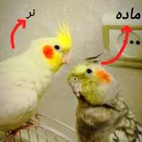 عروس هلندی سخنگو|پرنده|قم, شهرک توانیر|دیوار