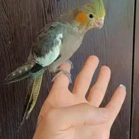 عروس هلندی|پرنده|شیراز, منطقه هوایی شهید دوران|دیوار