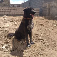 توله نرتوله نر ۱ ساله