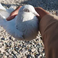 کفتر خال سرخ|پرنده|خاش, |دیوار