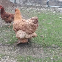 فروش مرغ امپراتور|حیوانات مزرعه|شاندرمن, |دیوار