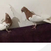 چپ دم سفید جفت خواهر برادر