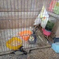 معاوضه عروس هلندی با فنچ