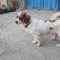 سگ نر پامر|سگ|قم, قلعه صدری|دیوار