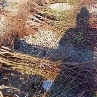 نهالستان فروش انواع درخت میوه بادام گردو|خدمات باغبانی و درختکاری|مرودشت, بهارستان|دیوار