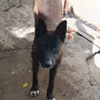 فروش سگ ژرمن ماده فوری