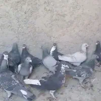 کبوتر پلاکی|پرنده|مشهد, آزادشهر|دیوار