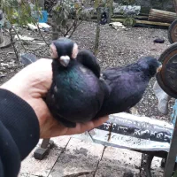 کبوتر تلسکوپی زینتی|پرنده|رشت, شکار اسطلخ|دیوار