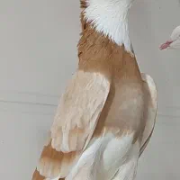 کبوتر اصیل ایران ..تهران ..خاوران|پرنده|قیامدشت - خاورشهر, |دیوار